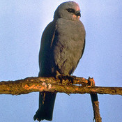 Mississippi Kite
